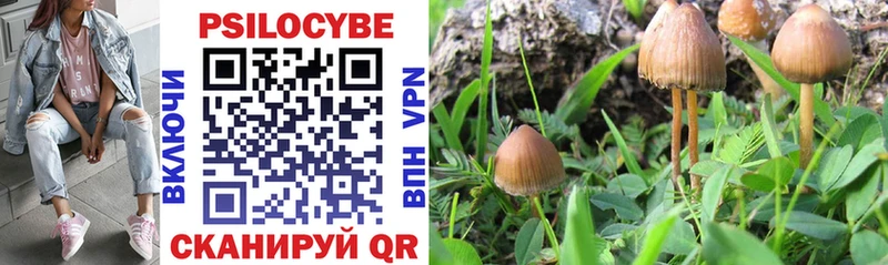 Псилоцибиновые грибы Psilocybine cubensis  Арск 